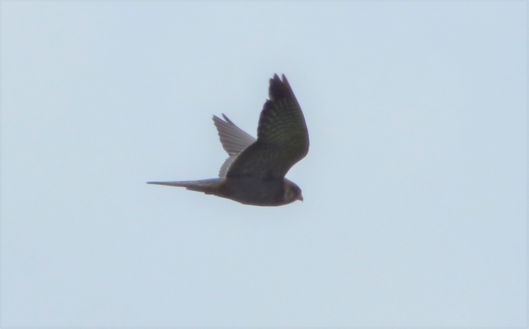 Falchi cuculi (Falco vespertinus),  maschio e femmina